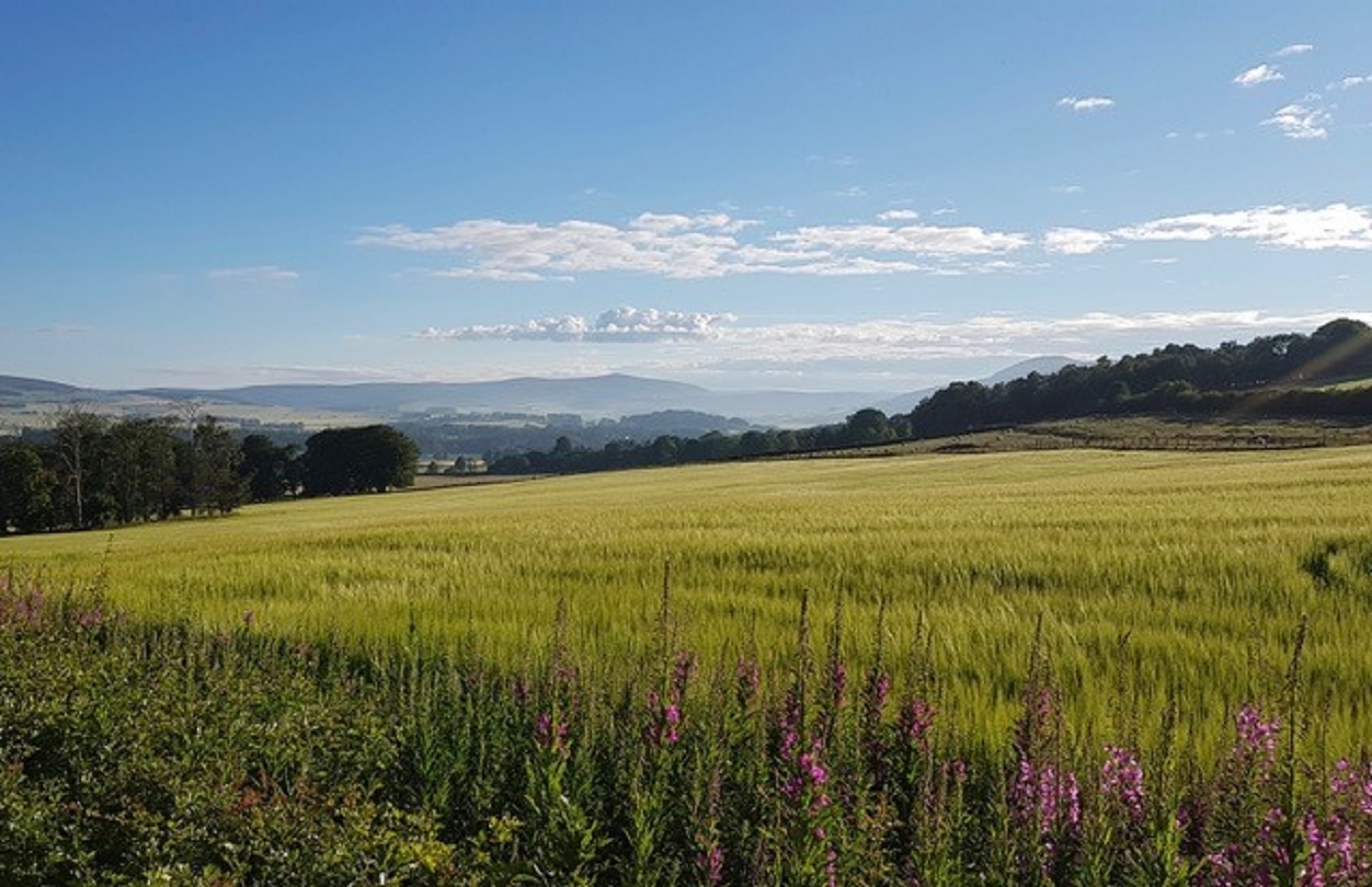 Property details for Wardhouse Estate, Insch, AB52 6YH Peterkins