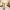 18 Alemoor Park, Edinburgh, EH7 6US - Image 5